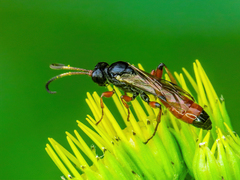 Colpognathus celerator