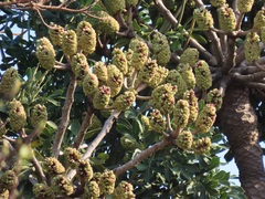Cussonia sphaerocephala