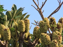 Cussonia sphaerocephala