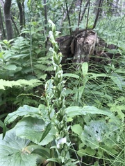 Platanthera aquilonis