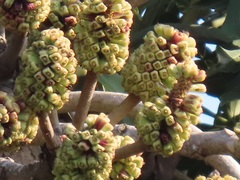 Cussonia sphaerocephala