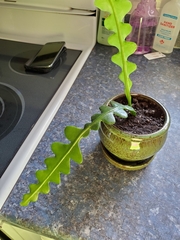 Selenicereus anthonyanus