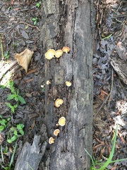 Microporellus