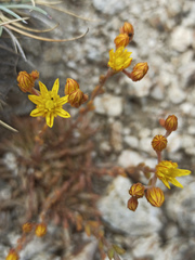 Petrosedum amplexicaule