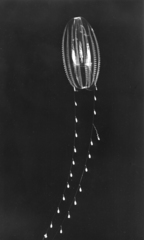 Euplokamis dunlapae