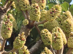 Cussonia sphaerocephala