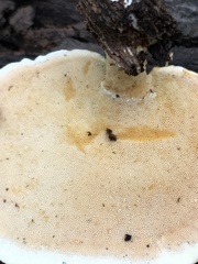 Microporellus