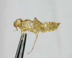 Leucorrhinia intacta