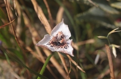 Moraea atropunctata