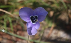Moraea gigandra