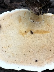 Microporellus