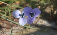 Moraea gigandra