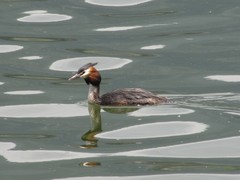 Podiceps cristatus