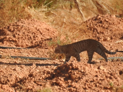 Domestic Cat (Felis catus)