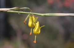 Moraea pendula