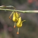 Moraea pendula - Photo (c) Alan Horstmann,  זכויות יוצרים חלקיות (CC BY-NC)