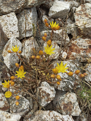 Petrosedum amplexicaule