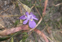 Moraea tortilis