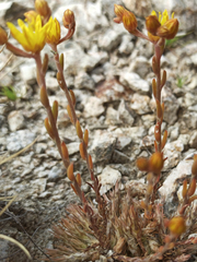 Petrosedum amplexicaule