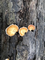 Microporellus