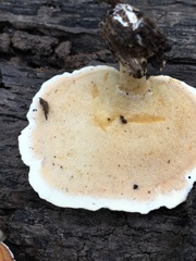 Microporellus