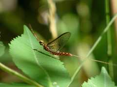 Hexagenia bilineata