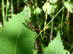 Hexagenia bilineata