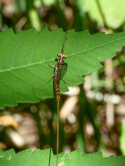 Hexagenia bilineata