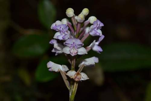 Cynorkis ridleyi