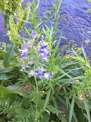 Polemonium occidentale occidentale