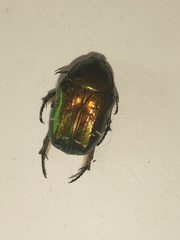 Cetonia aurata
