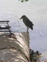 Nycticorax nycticorax