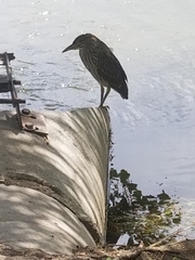 Nycticorax nycticorax