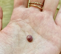Homalopoma sanguineum