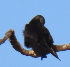 Psalidoprocne pristoptera