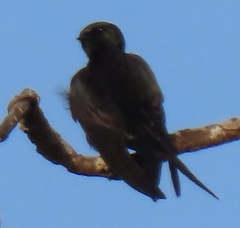 Psalidoprocne pristoptera