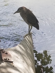 Nycticorax nycticorax