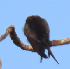 Psalidoprocne pristoptera