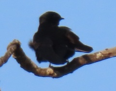 Psalidoprocne pristoptera