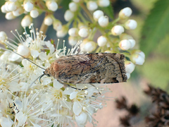 Cryptocala chardinyi