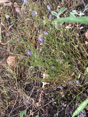 Campanula reverchonii