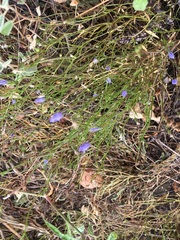Campanula reverchonii