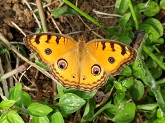 Junonia almana