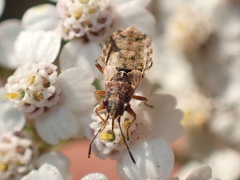 Nithecus jacobaeae