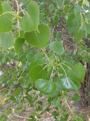 Populus deltoides