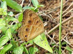 Junonia almana