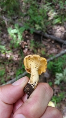Cantharellus lateritius image