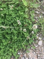 Trifolium repens