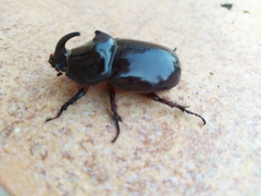 Oryctes nasicornis ameliae