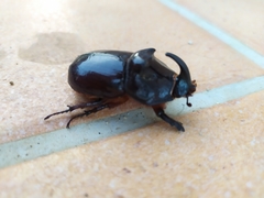 Oryctes nasicornis ameliae